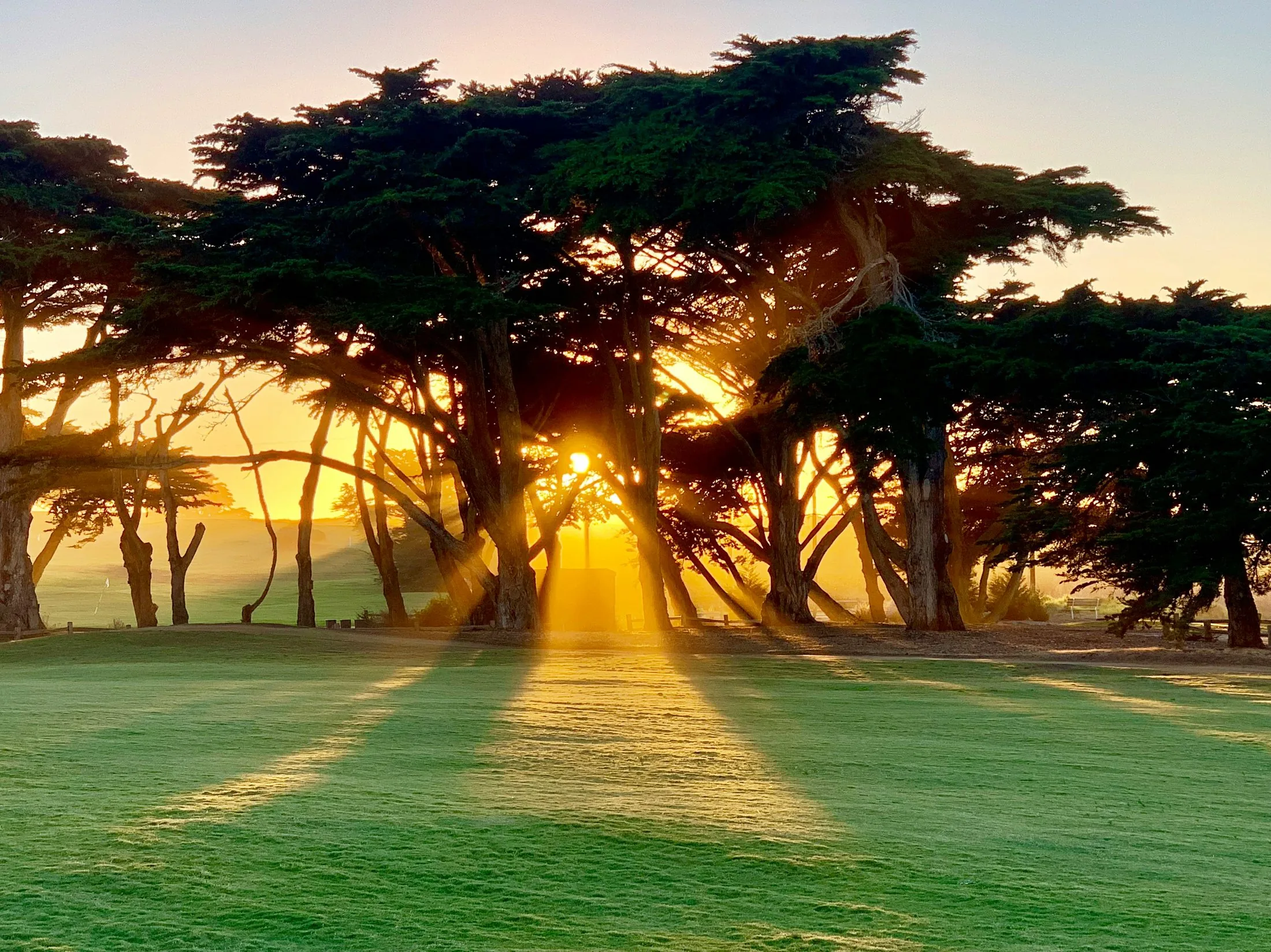 Golden-hour sun rays through cypress trees on a coastal golf course